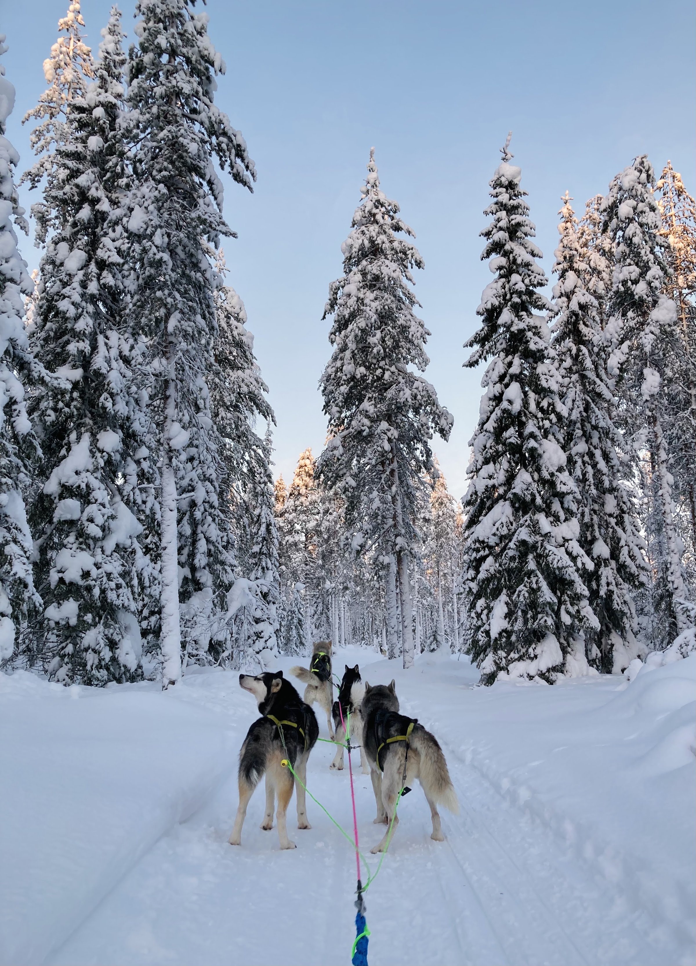 Old Pine Husky Lodge